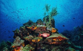 Bonaire Underwater